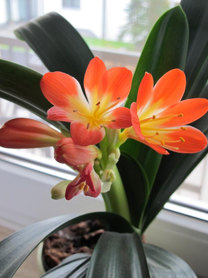 clivia-1750744_1920_full_width.jpg